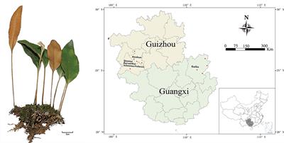 Variation in flavonoid and antioxidant activities of Pyrrosia petiolosa (Christ) Ching from different geographic origins